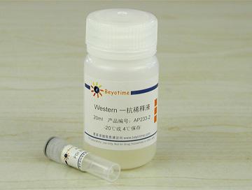 PDI抗体(兔多抗)